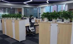 辦公室綠植擺放技巧以及日常養護方法