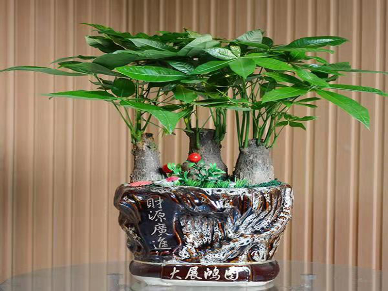 發財樹盆景