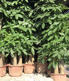 步步高發財樹苗圃