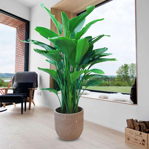 關于綠植租擺的誤區