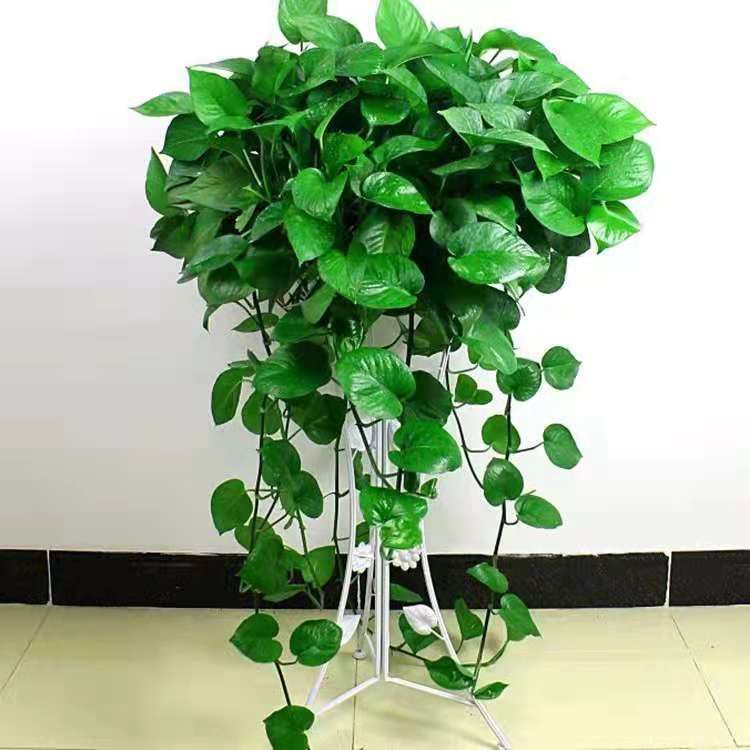 北京植物批發大綠蘿