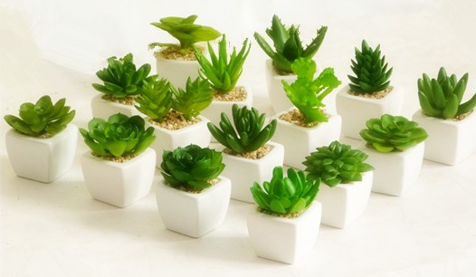 北京花卉批發-多肉植物怕冷嗎