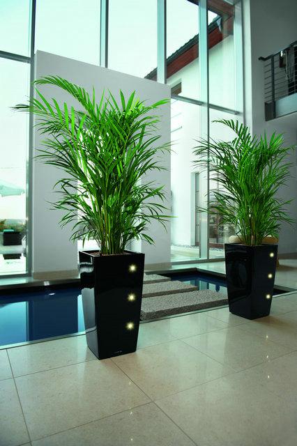 花卉常見的病蟲害以及治療方法都有哪些？