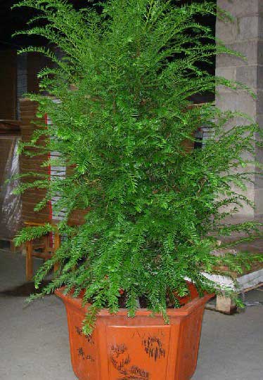 北京花卉租賃什么植物冬天比較好養護？