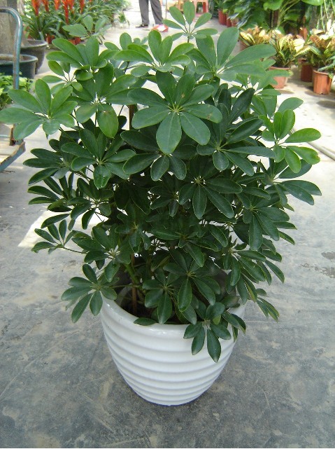 北京花卉租擺公司主要是北京地區的那些客戶租花？