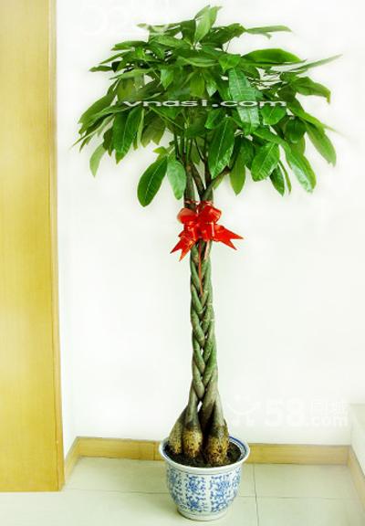 北京喜陰的盆栽有什么，喜陰的盆栽都有哪些？北京花卉租擺公司推薦