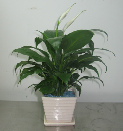 北京綠植租賃公司必須知道的花卉知識點簡述有哪些？