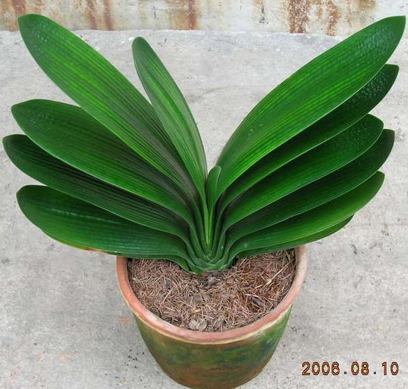 北京花卉銷售公司養護知識：居室養花“三宜”