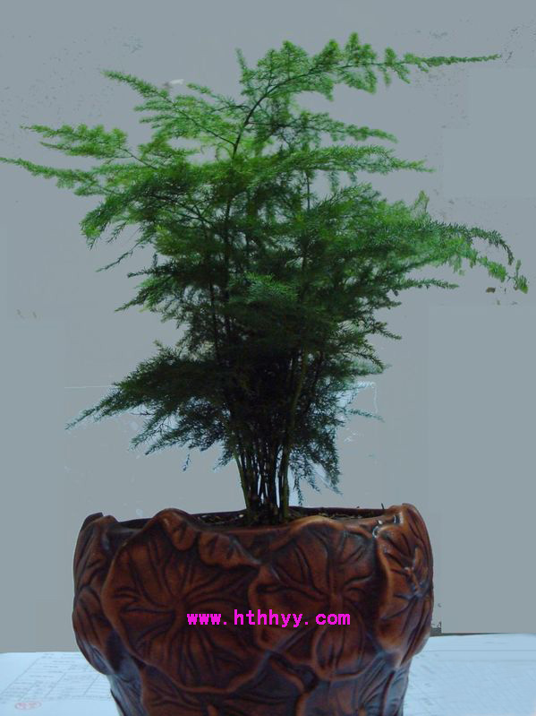 北京綠植租擺公司知識：居室養花“三忌”