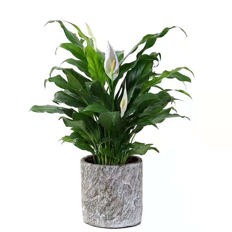 海淀區花卉租擺花卉園藝花卉租賃養護公司