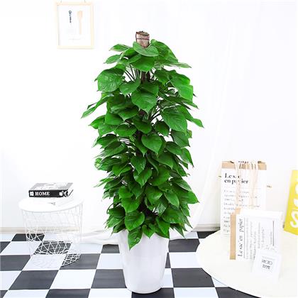 北京花卉租擺公司-夏天多肉植物怎么養