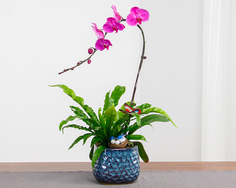 北京花卉公司-家庭養花病蟲害以防為主綜合防治