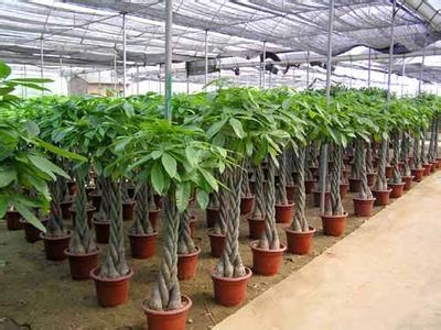 北京綠植養護-綠蘿黃葉的應對方法