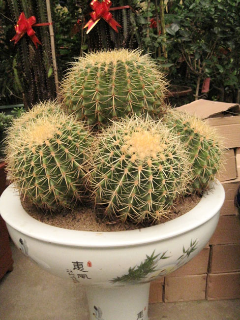 室內(nèi)花卉租擺應(yīng)該精心挑選，以保護(hù)健康