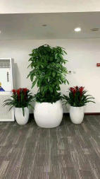 花卉何時換盆，該如何正確判斷？應注意哪些細節  北京花卉綠植租擺公司