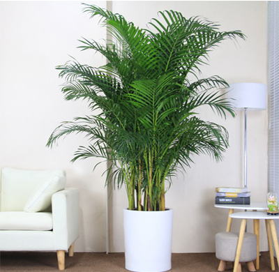 北京花卉綠植養護公司盆花落蕾落花落果的原因