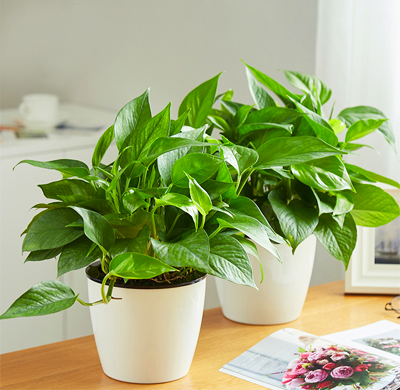 如何防治月季長管蚜 - 北京花卉養護