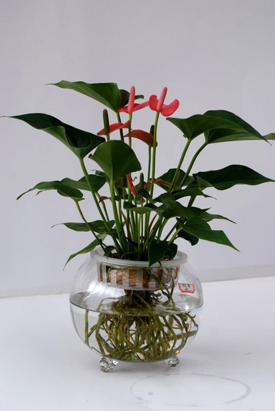 辦公室內植物擺放有哪些要注意的