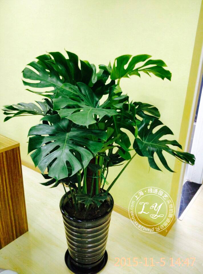 北京花卉公司龜背竹葉子發黃怎么回事