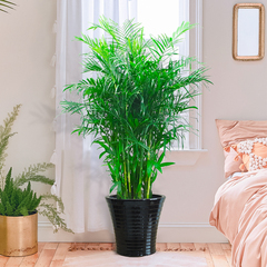 北京朝陽區綠植銷售公司