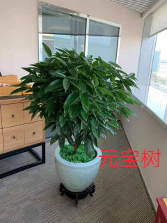 冬季養花，學會這6點，什么花都能養好!