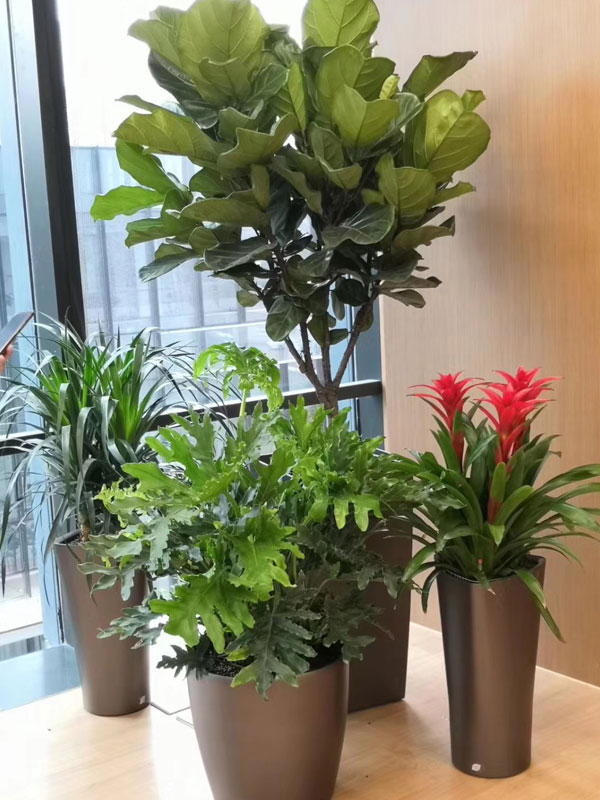 商場租賃花卉的細節介紹