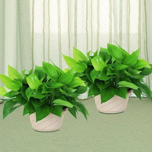 室內綠植租賃需要了解的細節