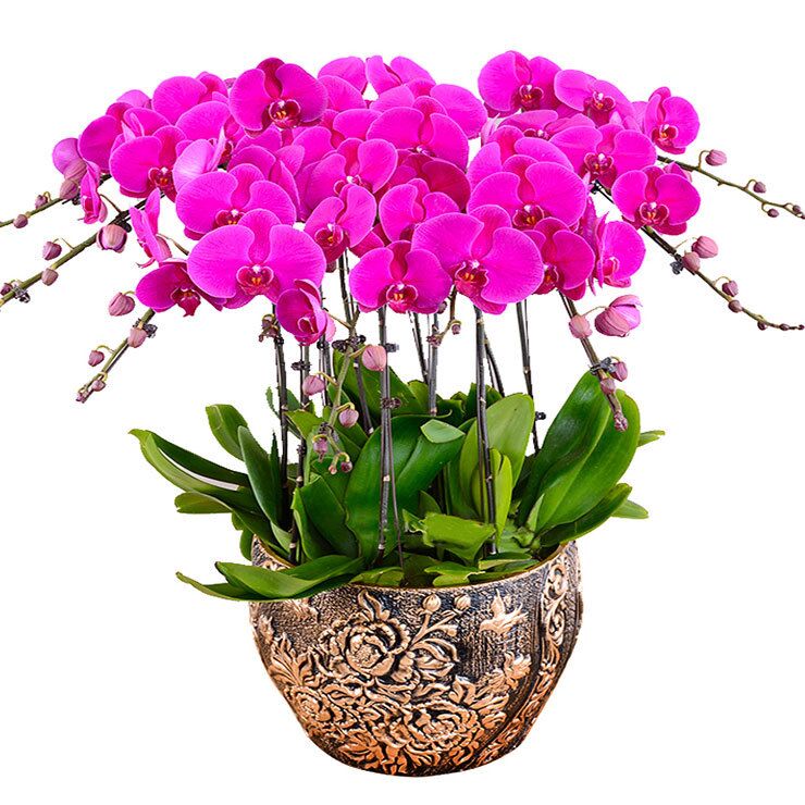 辦公室綠植租賃哪家好？應該如何來選擇這些綠色植物呢？