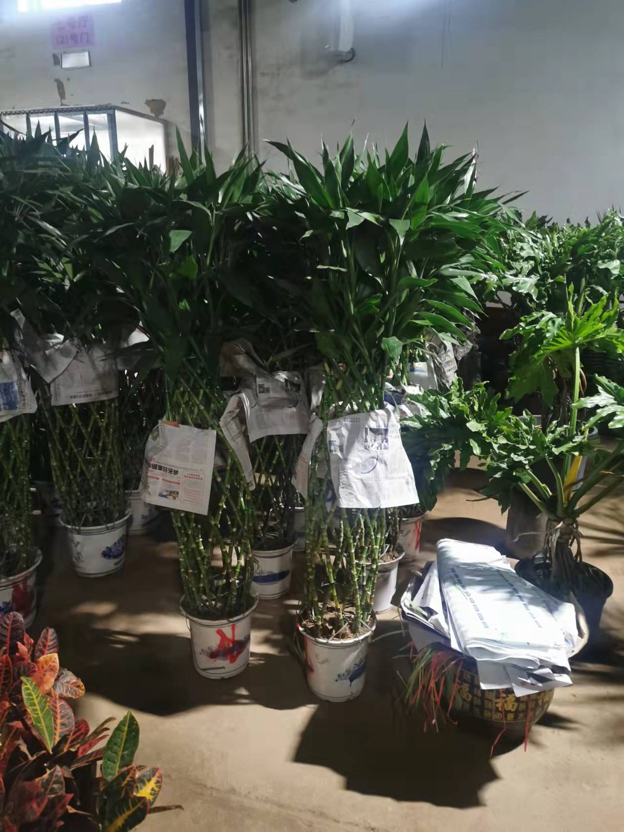 北京寫字樓綠植租賃  辦公室綠植租賃 大廈物業綠植租賃