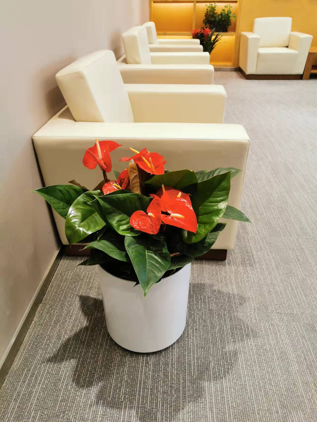 朝陽區大望路花卉租擺國貿綠植租賃公司盆栽出售公司