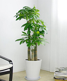 發財樹的養殖方法辦公室發財樹的養殖方法