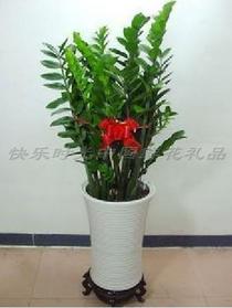 綠植花卉金錢(qián)樹(shù)