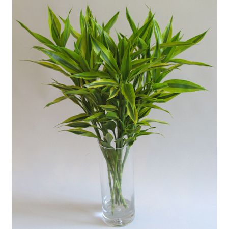 北京世紀匯通園藝有限公司-怎樣防止水培植物爛根？