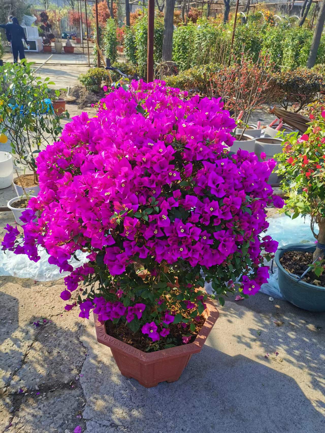 北京花壇擺放五一花壇設計擺放