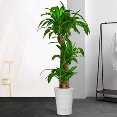 北京綠植租擺服務(wù)對象