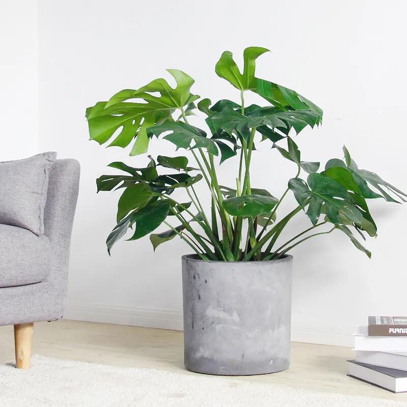 關于花卉修剪你不得不知的那些事