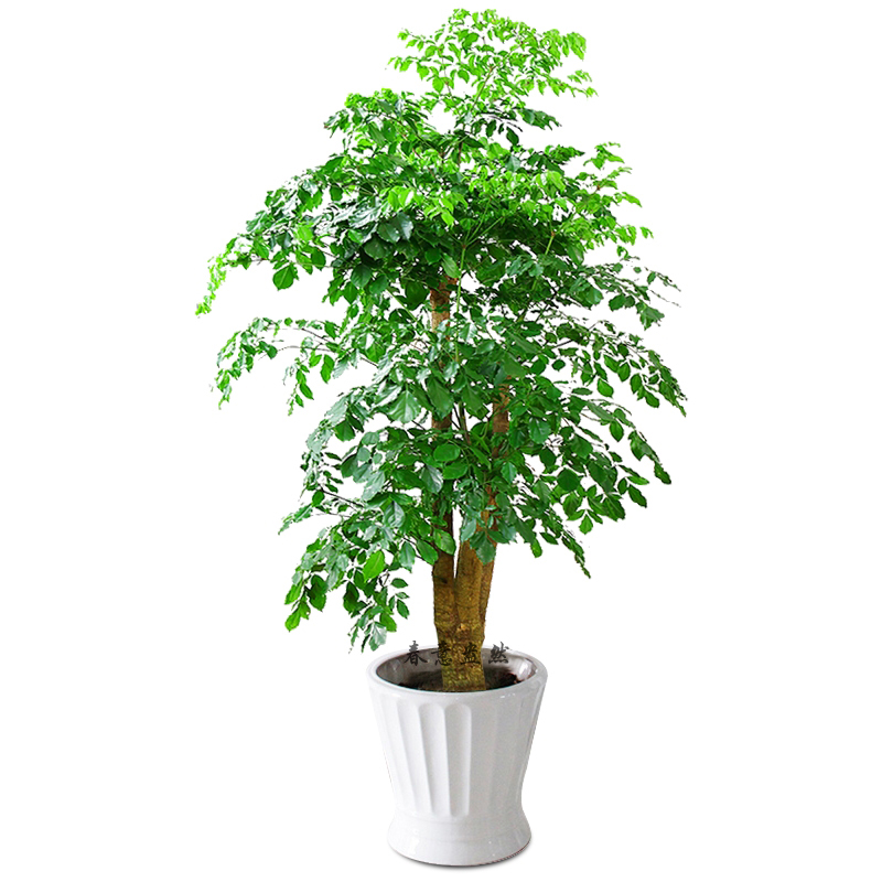 北京花卉租擺公司有什么服務？還能租到它嗎？