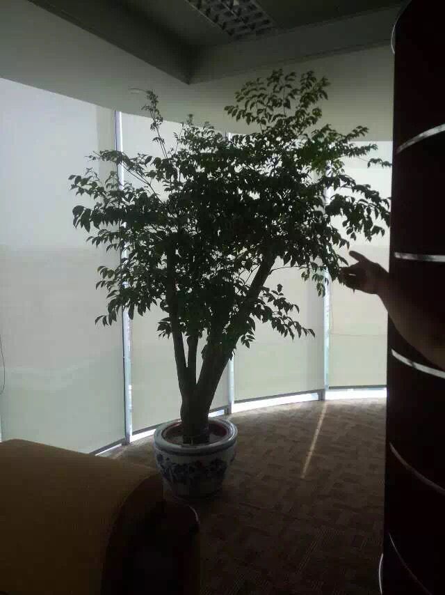 衰退期草坪專業養護很快就能復壯