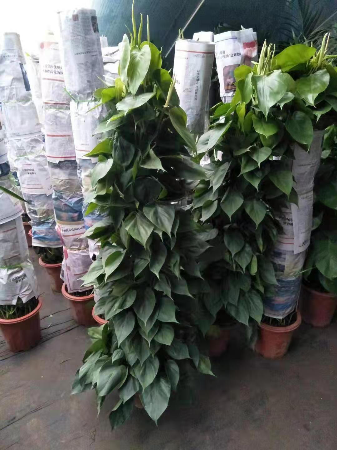 新手養花適合養什么花