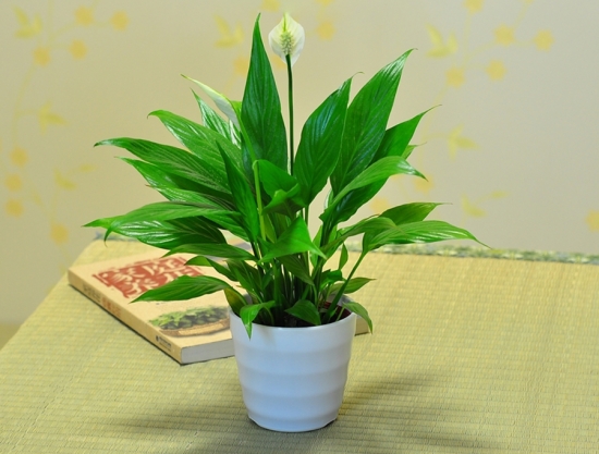 云竹和文竹傻傻分不清楚，都有竹字，生長習性卻相差很大