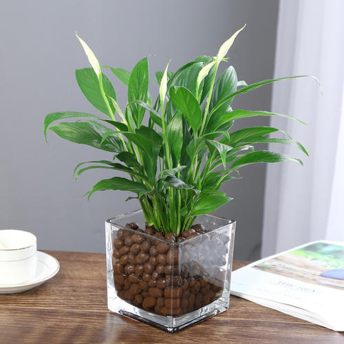 北京綠植租擺公司養護技工的行為規范和工作要求