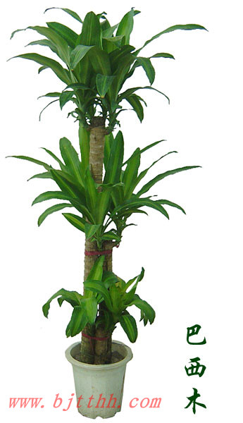 北京世紀匯通專業租擺公司