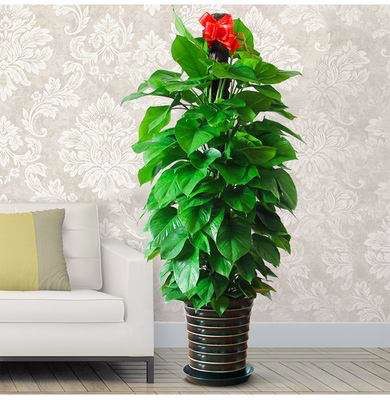 辦公室大型綠植養護