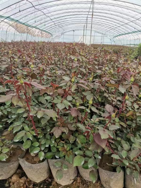 盆栽月季都很難養活，主要是和這4點有關，解決好輕松養殖