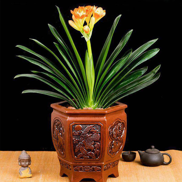 北京花卉租賃養(yǎng)護(hù)出售：君子蘭的養(yǎng)護(hù)方法有哪些？