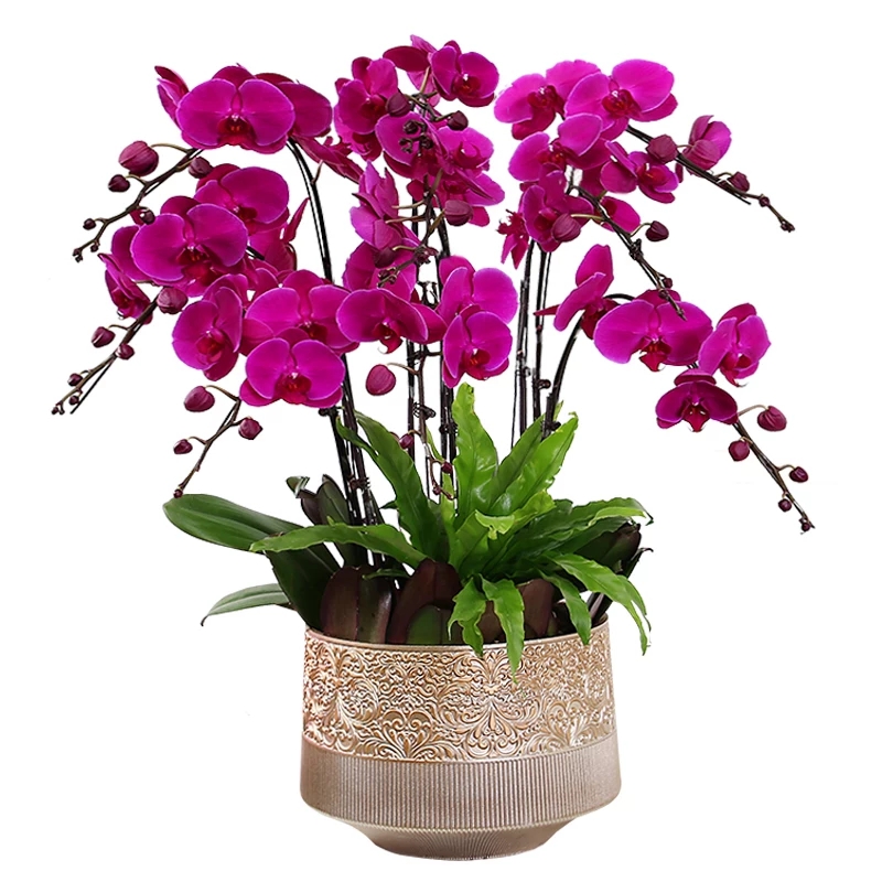 北京辦公室花卉植物養護