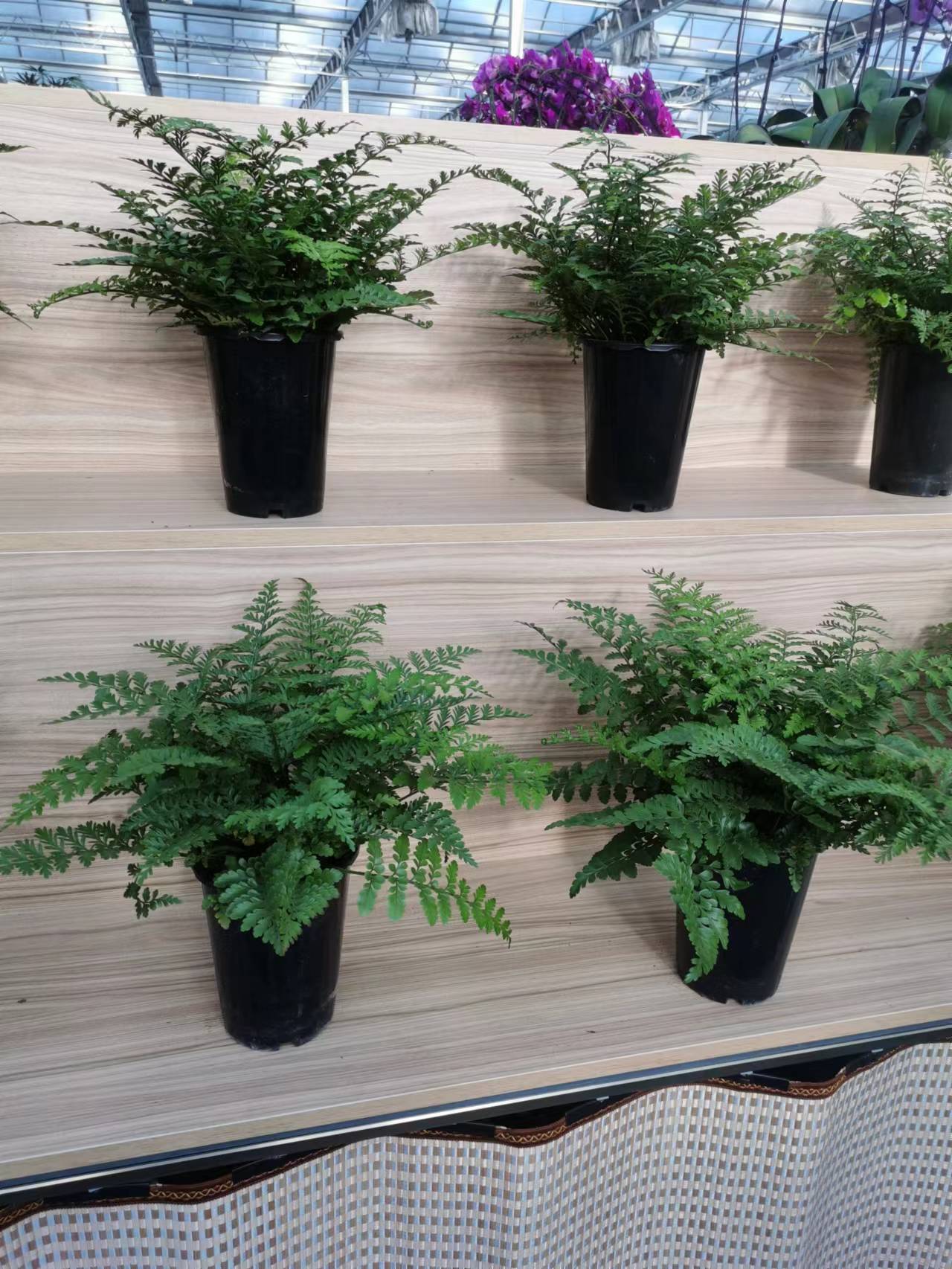 北京朝陽區花卉租擺望京綠植租賃公司