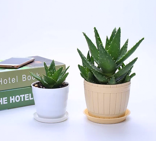 衛生間里適合擺放的綠植花卉植物