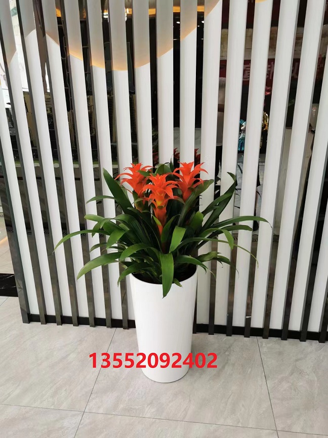 室內花卉租賃公司綠植租擺公司