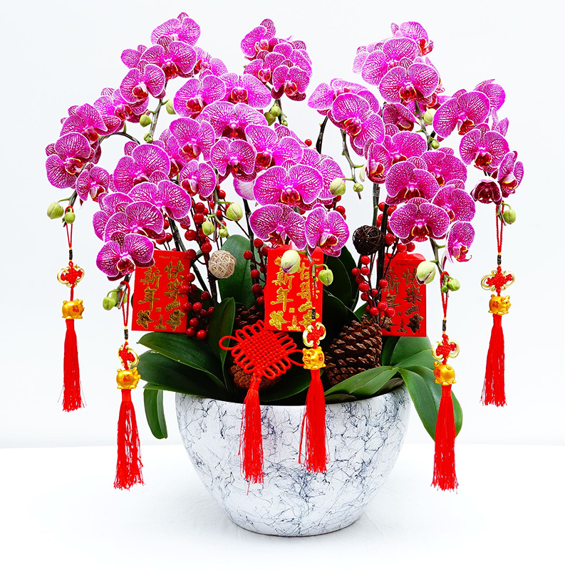 北京花卉租擺公司北京花卉銷售公司